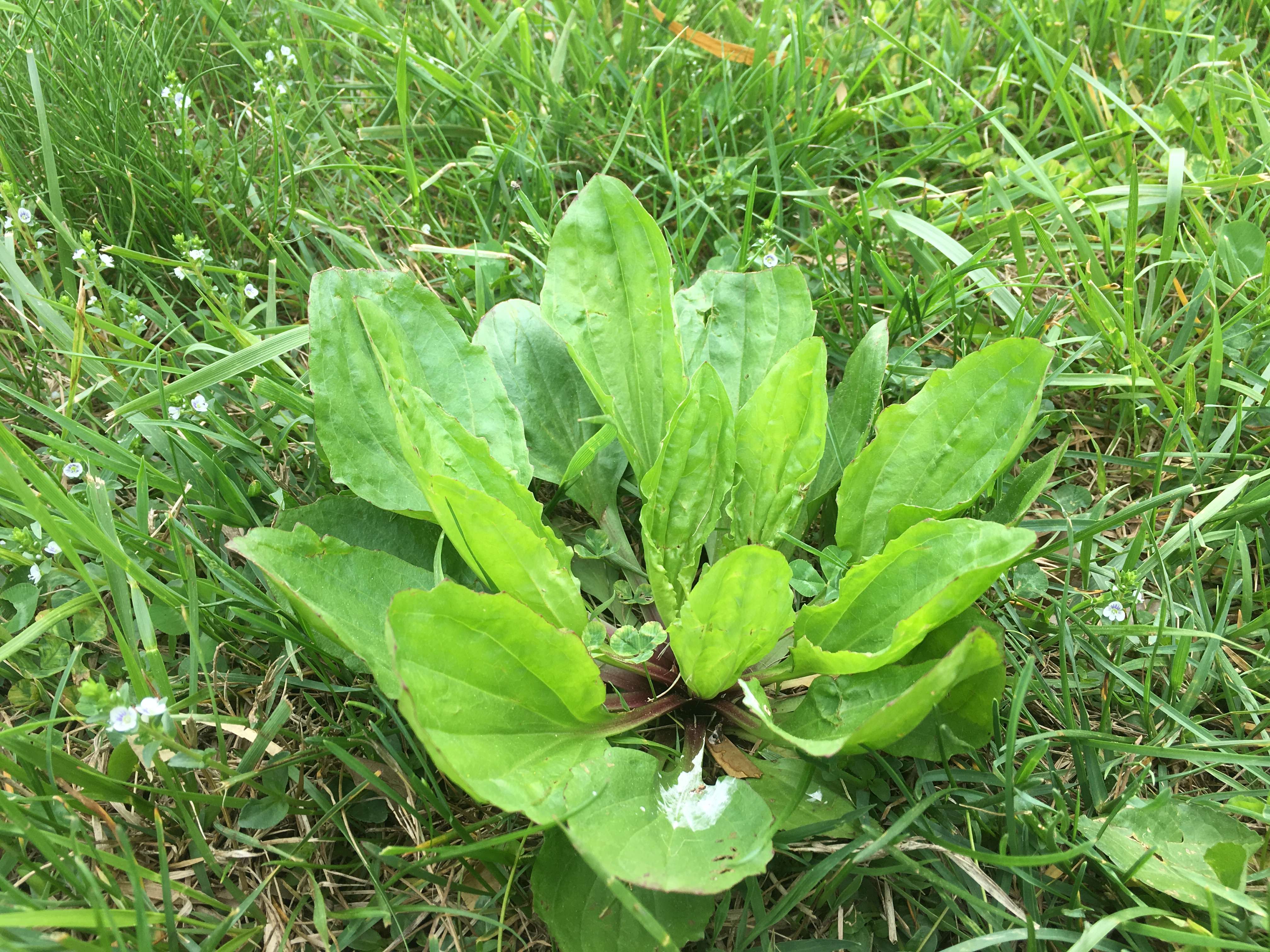 13 Common Lawn Weeds in Gainesville, Haymarket, & Warrenton, VA (and ...