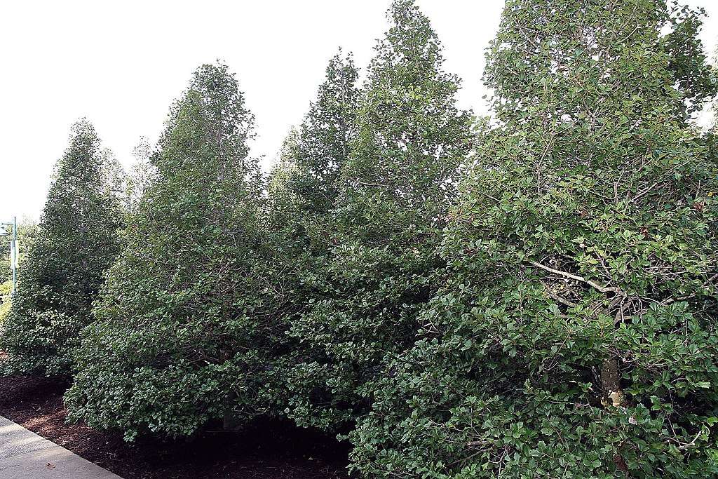 american holly trees