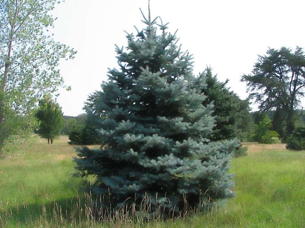 colorado blue spruce tree