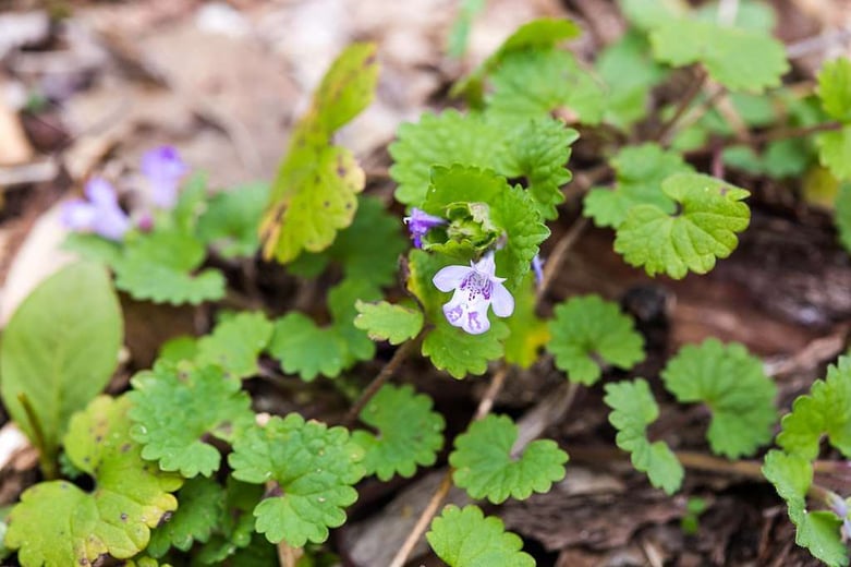 Your Go-To Guide on Lawn Weed Identification and Lawn Care ...