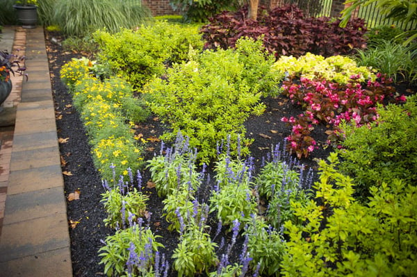 12 of the Best Low Maintenance Trees, Shrubs, & Plants for Virginia