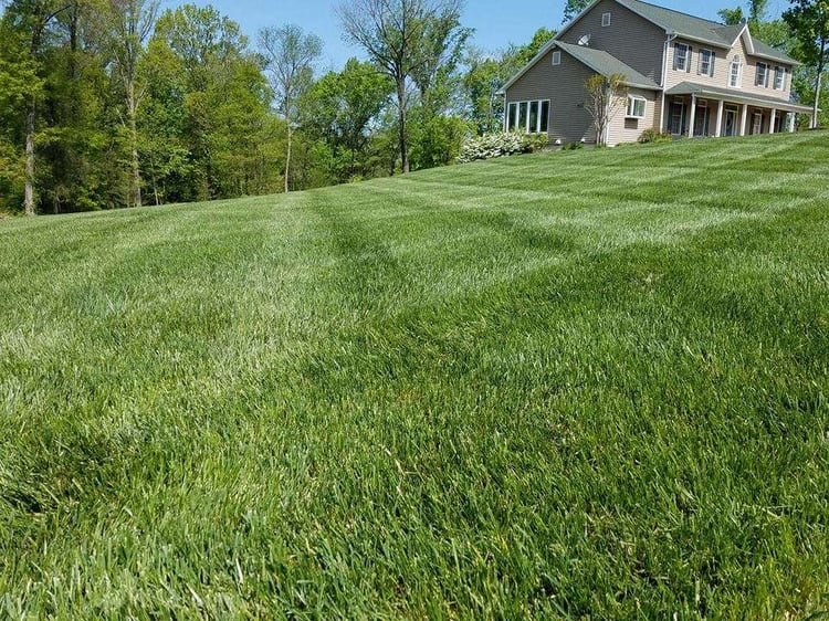 How to Make Grass Greener Tips for Lawns in Virginia