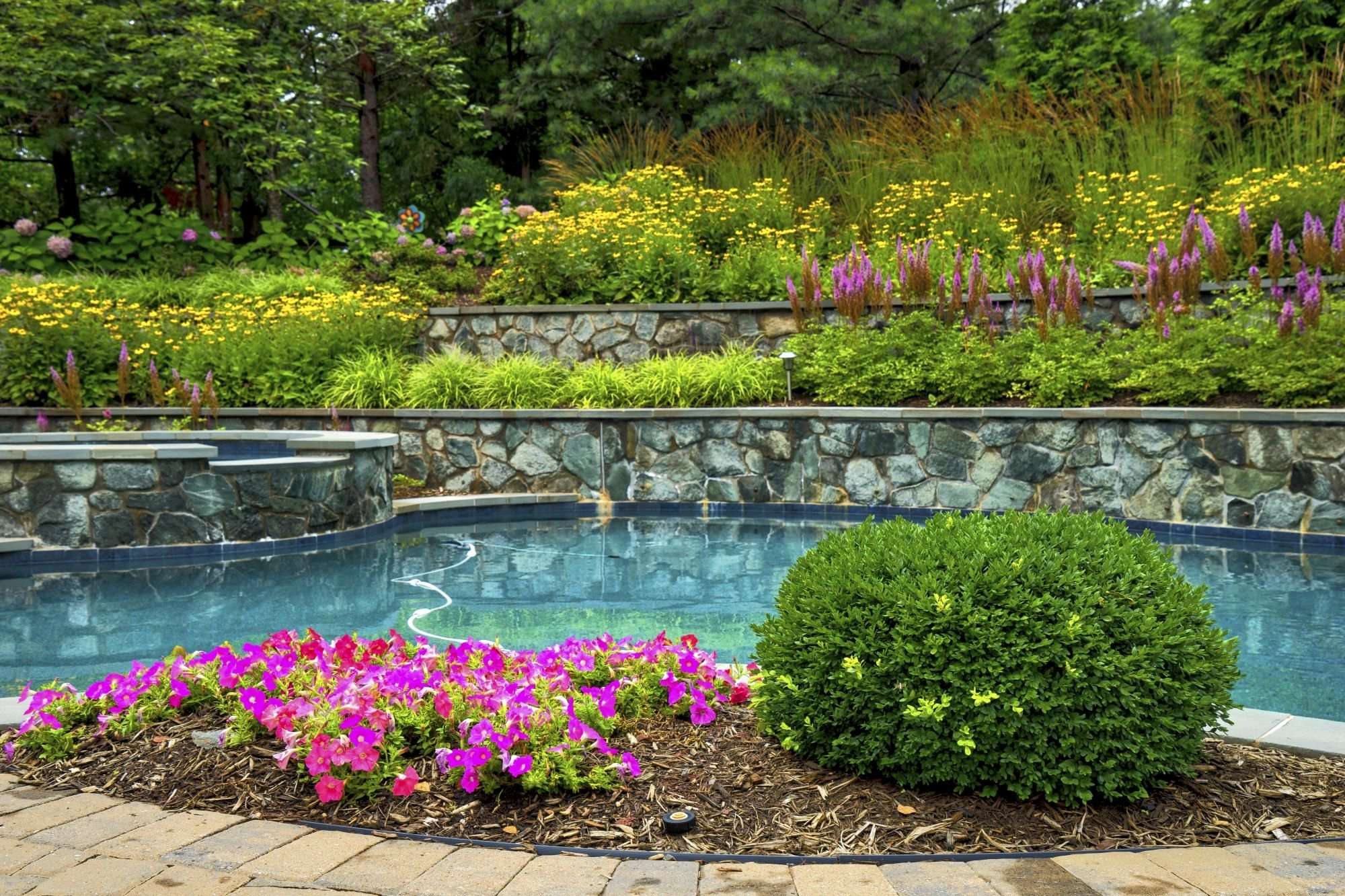 Landscape Design Ideas For Your Pool: Plants For Poolside Perfection