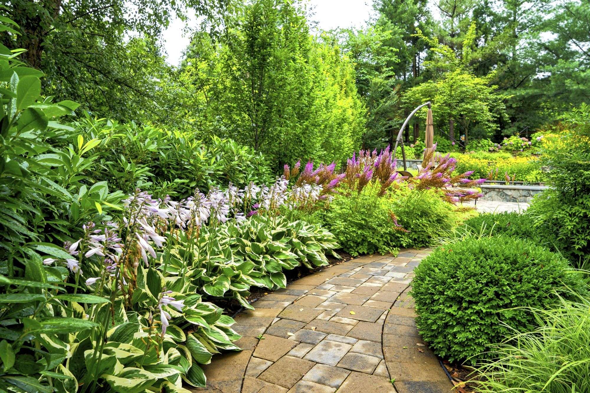 landscaping plants along walkway